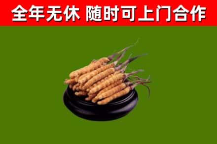 木垒县回收冬虫夏草