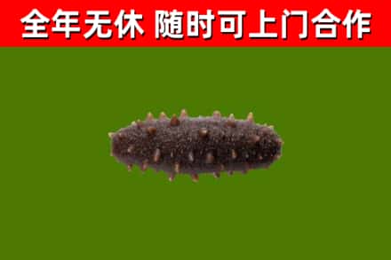 木垒县回收海参干